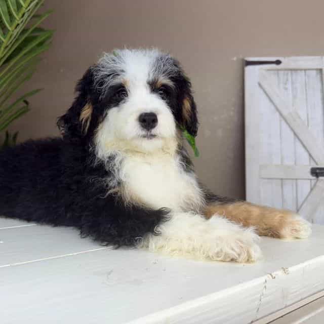 Hannah - Bernedoodle Female