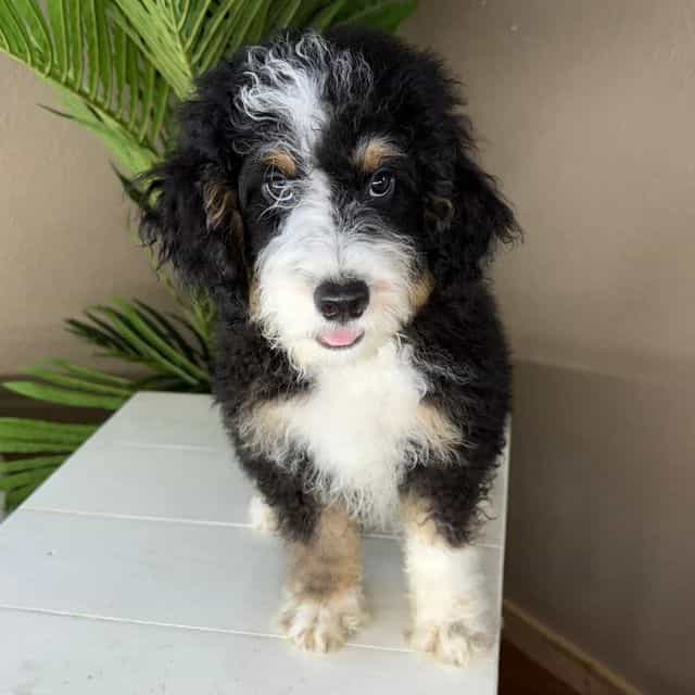 Boss - Bernedoodle Male