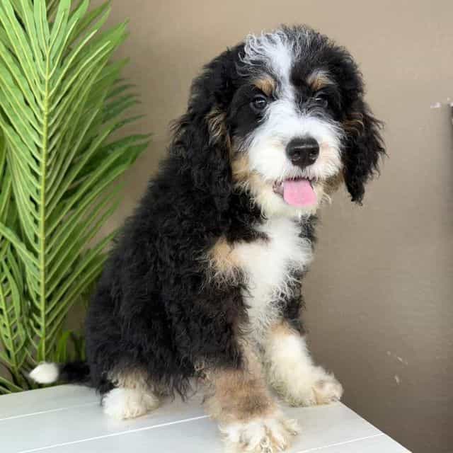 Boss - Bernedoodle Male