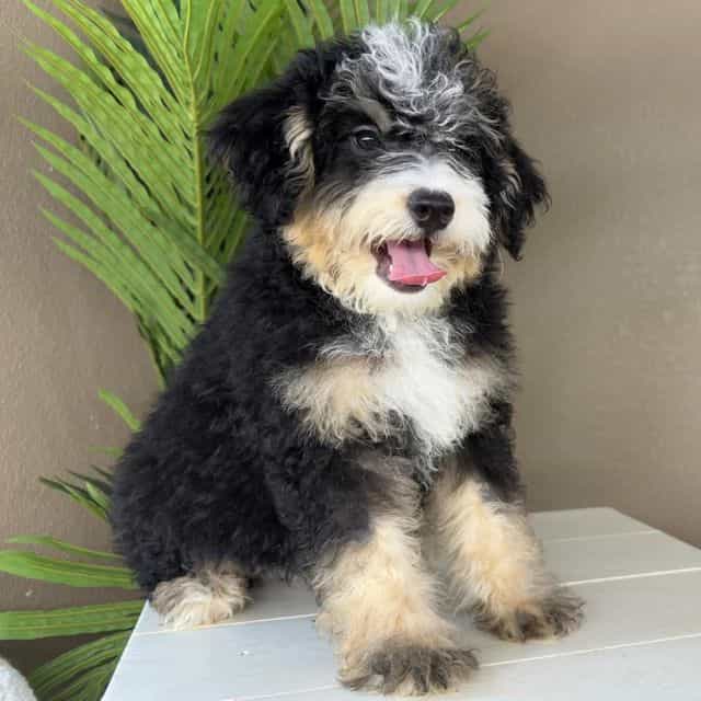 Alice - Bernedoodle Female