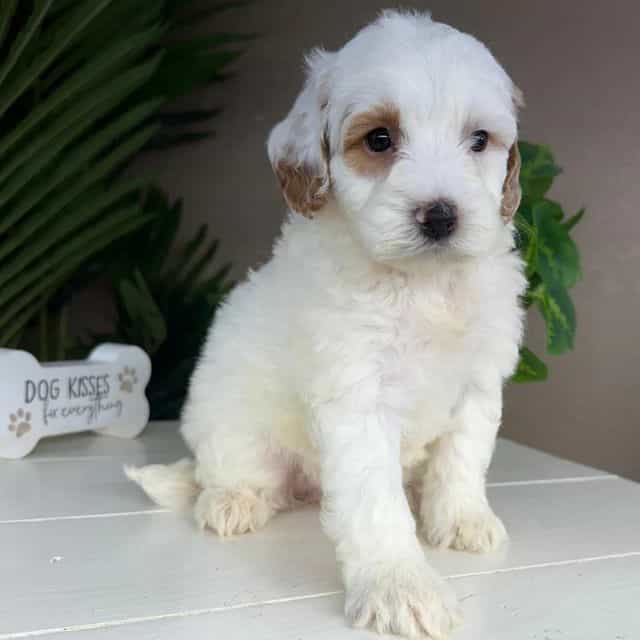 Olivia - Goldendoodle Female