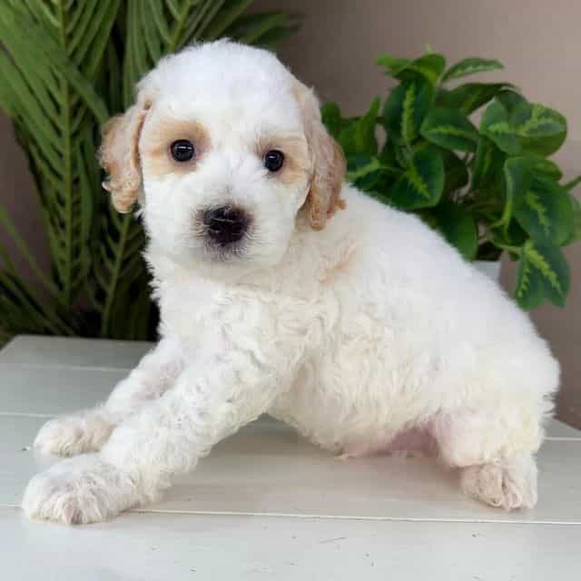 Edward - Goldendoodle Male