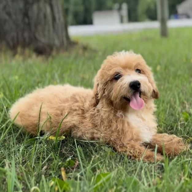 Andrew - Goldendoodle Male