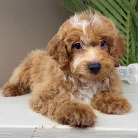 Amanda - Goldendoodle Female