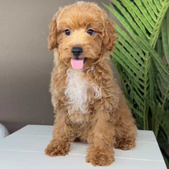 Abigail - Goldendoodle Female