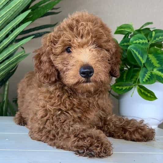 Luke - Goldendoodle Male
