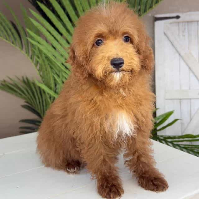 Paco - Goldendoodle Male