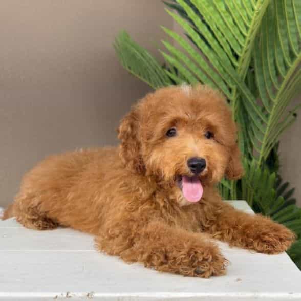 Dante - Goldendoodle Male