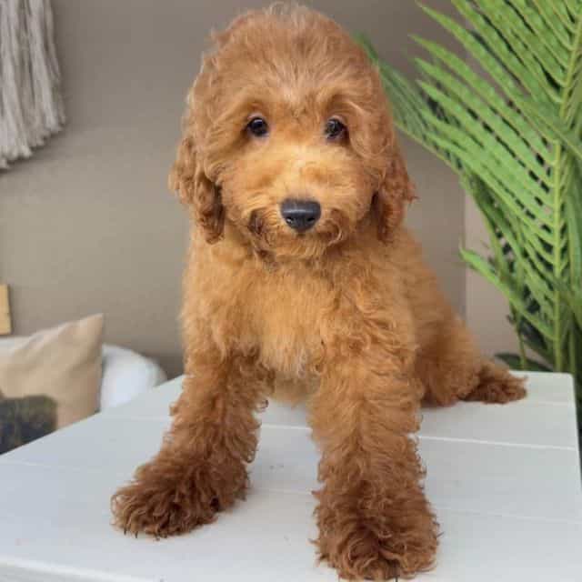 Alfredo - Goldendoodle Male