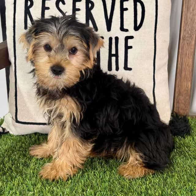 Ryker - Yorkshire Terrier Male