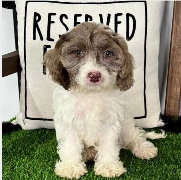 Dalton - Cavapoo Male