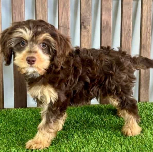Dexter - Cavapoo Male