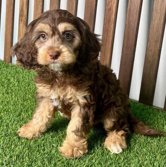 Caine - Cavapoo Male