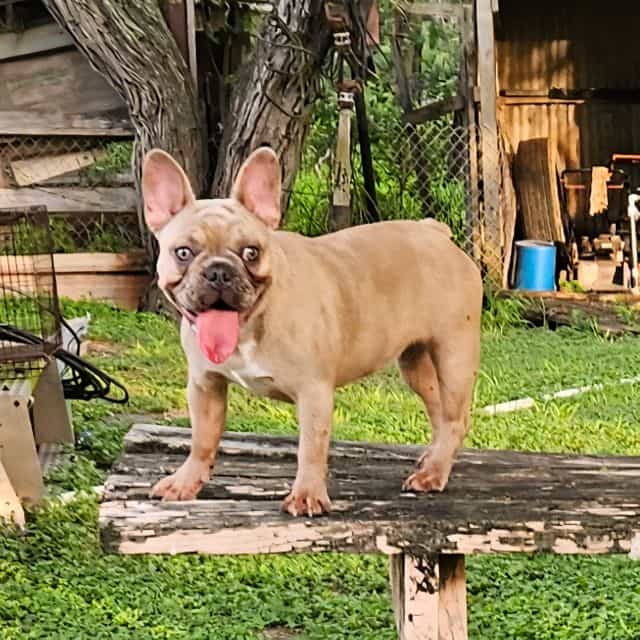 Wanda - French Bulldog Female