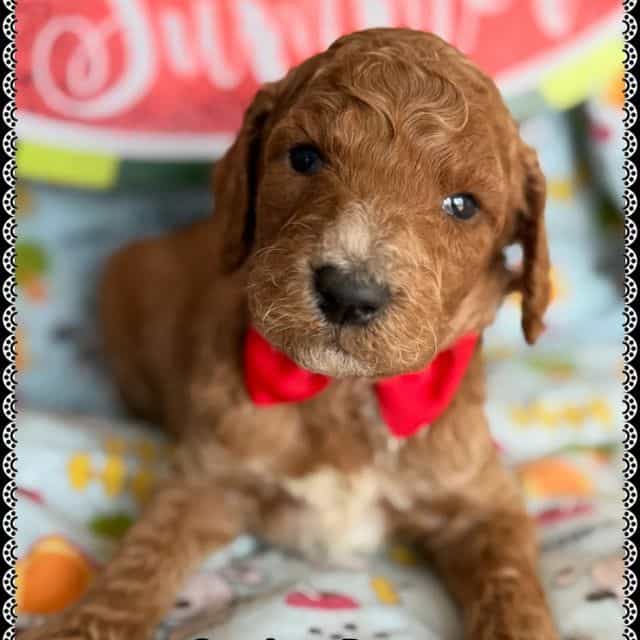 CUMIN - Standard Poodle Male