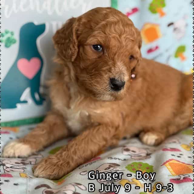 GINGER - Standard Poodle Male