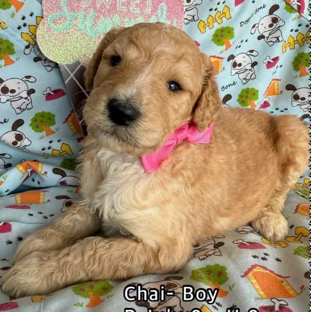 Chai  - Standard Poodle Male