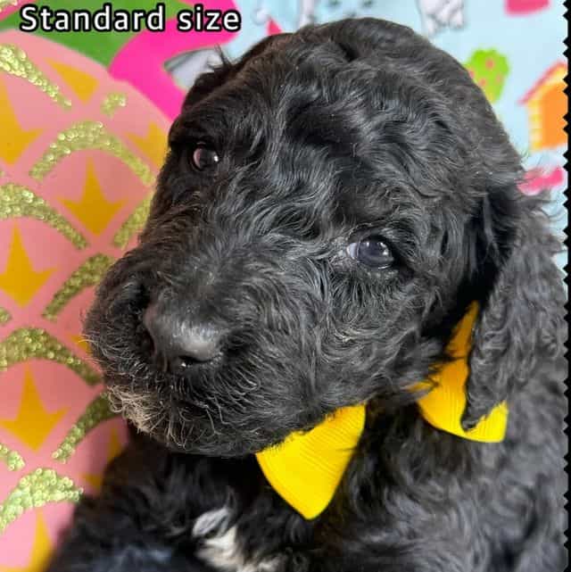 Dijon - Standard Poodle Male