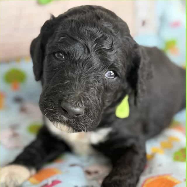 Mint - Standard Poodle Male