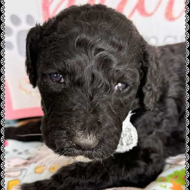 Rosemary - Standard Poodle Female