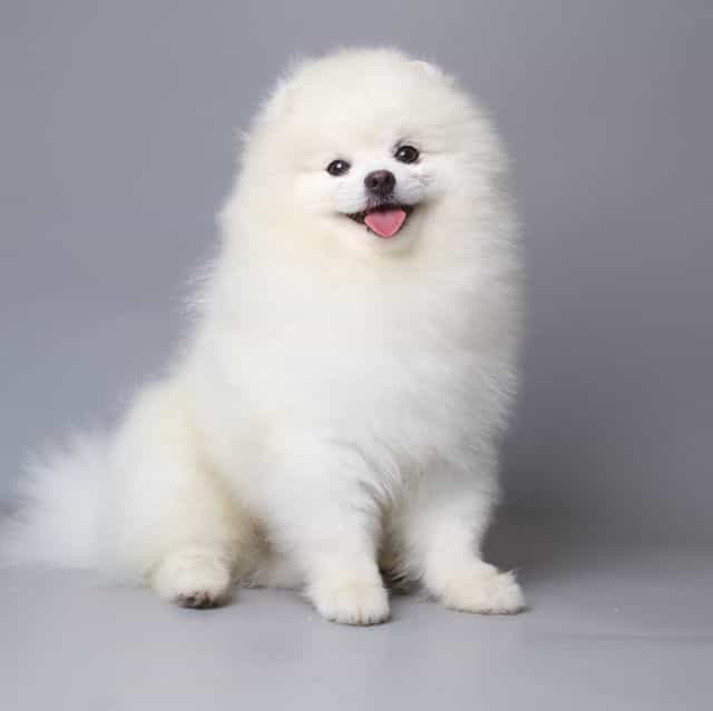 VALENTINE  - Pomeranian Male