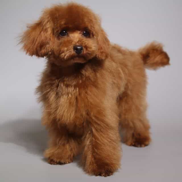 TEACUP BENTLEY  - Toy Poodle Male