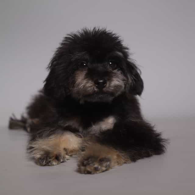 TEACUP PETER - Toy Poodle Male