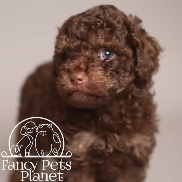 MIRABEL  - Toy Poodle Female