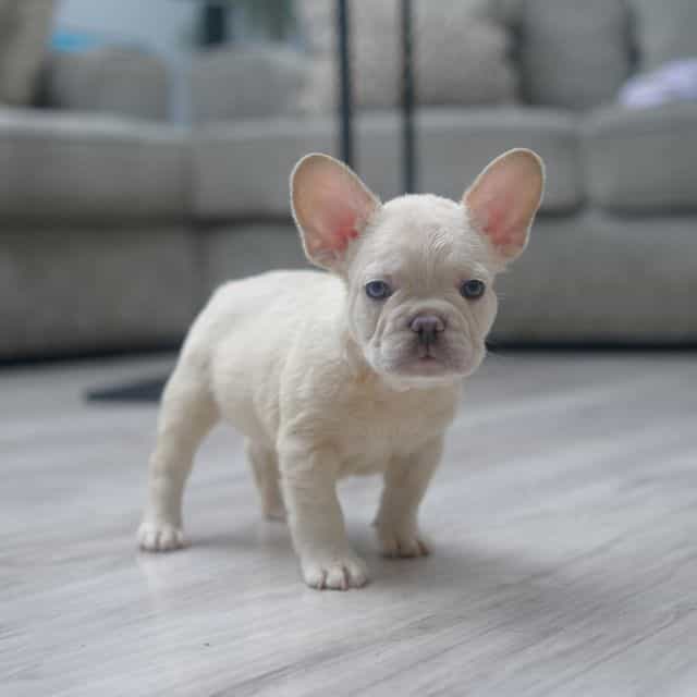 Red Ranger - French Bulldog Male