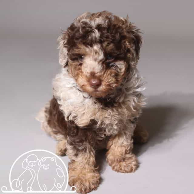  MERLE MILKA - Toy Poodle Female