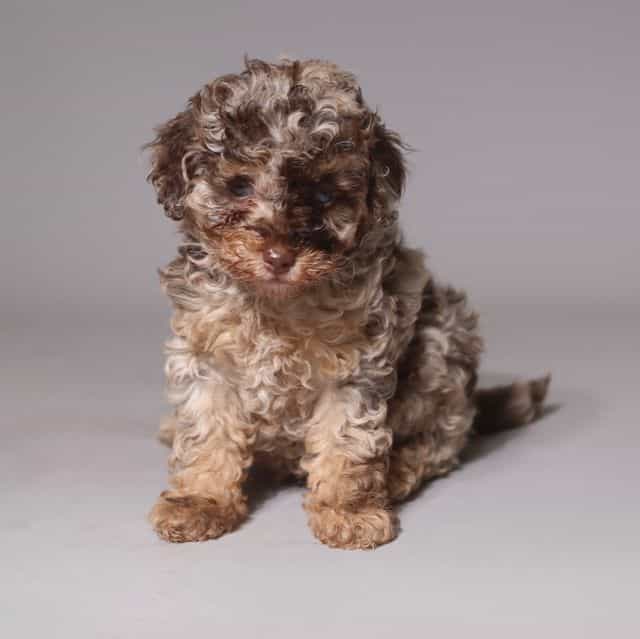 MERLE MOCHA - Toy Poodle Female