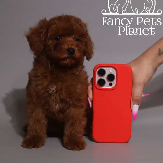 Toy Paco - Toy Poodle Male