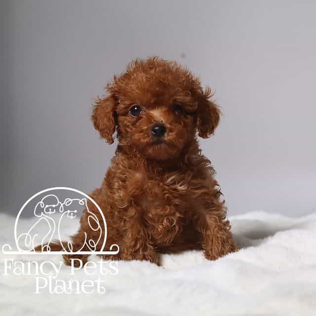 TTeacup Polo - Toy Poodle Male