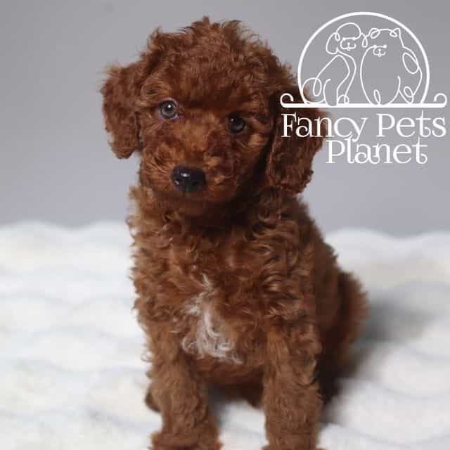 Green eyes Prin - Toy Poodle Male