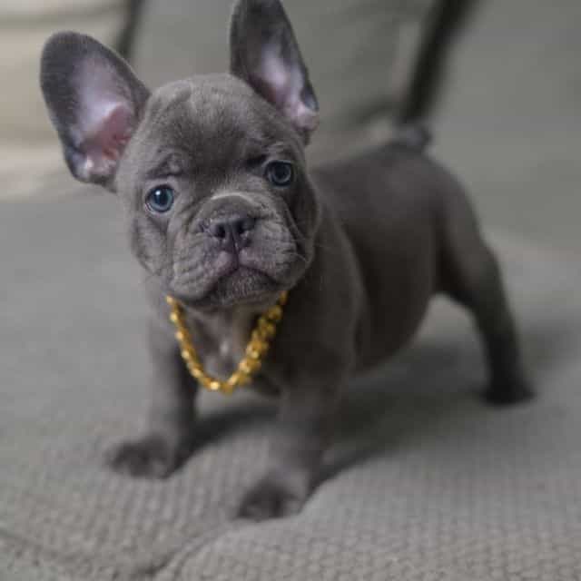 Green - French Bulldog Male