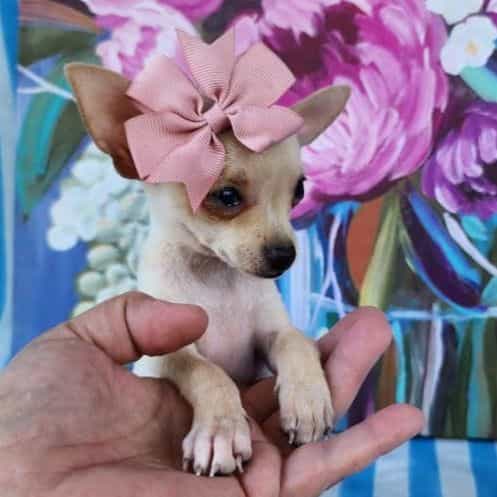 Teacup TinkerBe - Chihuahua Female