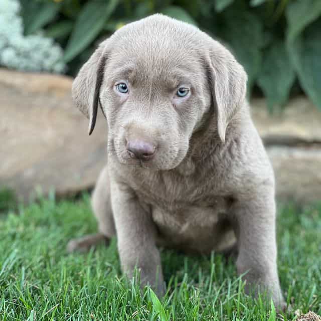 Sheena - Labrador Retriever Female