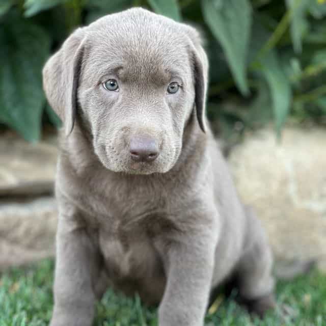 Silvie - Labrador Retriever Female