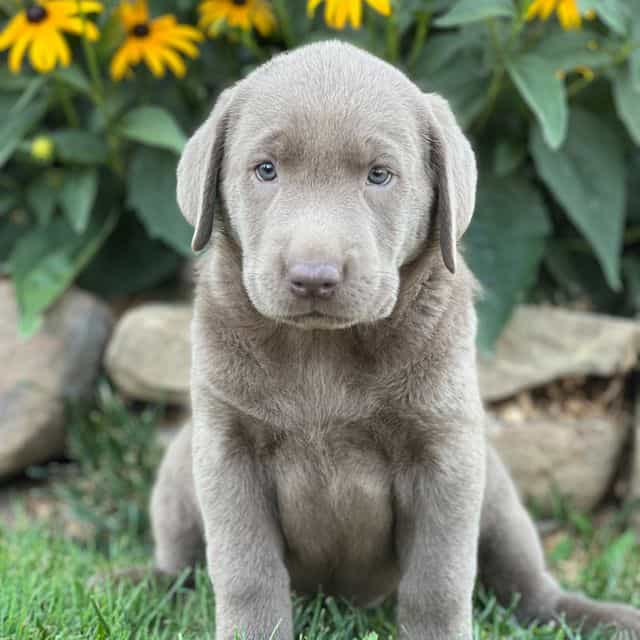 Smooches - Labrador Retriever Female