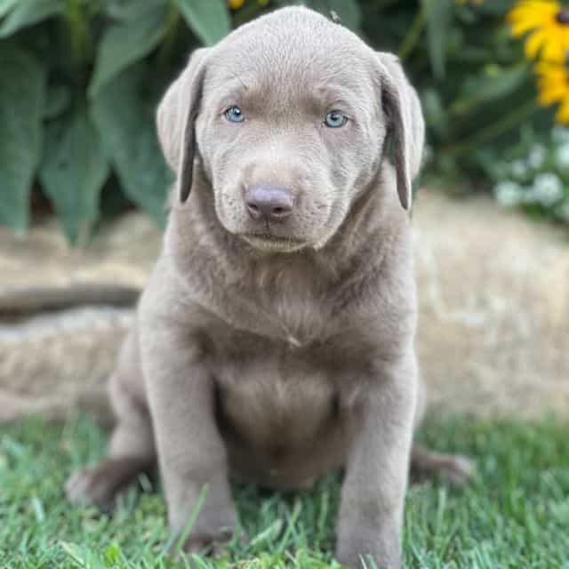 Shine - Labrador Retriever Female