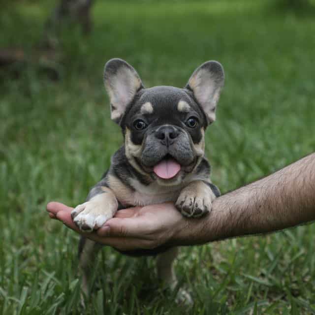 LULU - French Bulldog Female