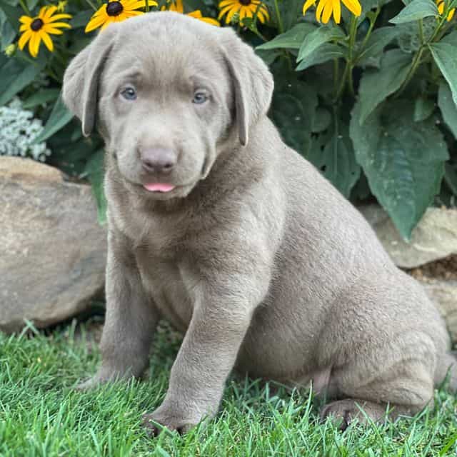 Shawn - Labrador Retriever Male