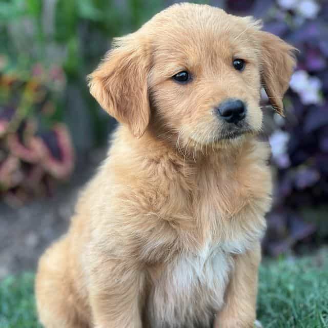 Princess - Golden Retriever Female
