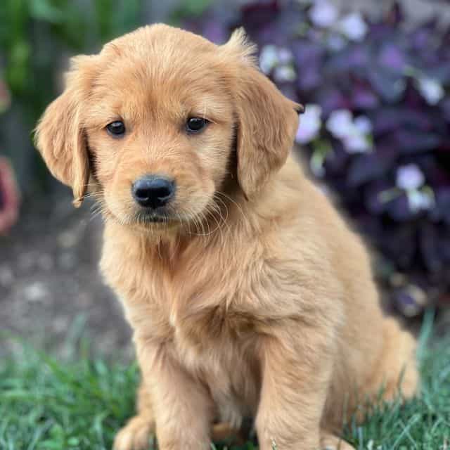 Honey  - Golden Retriever Female