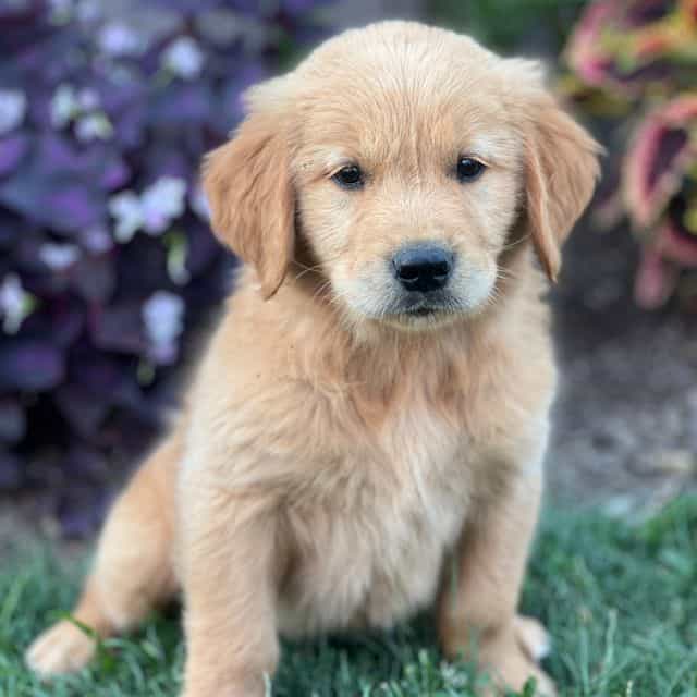 Juniper - Golden Retriever Male