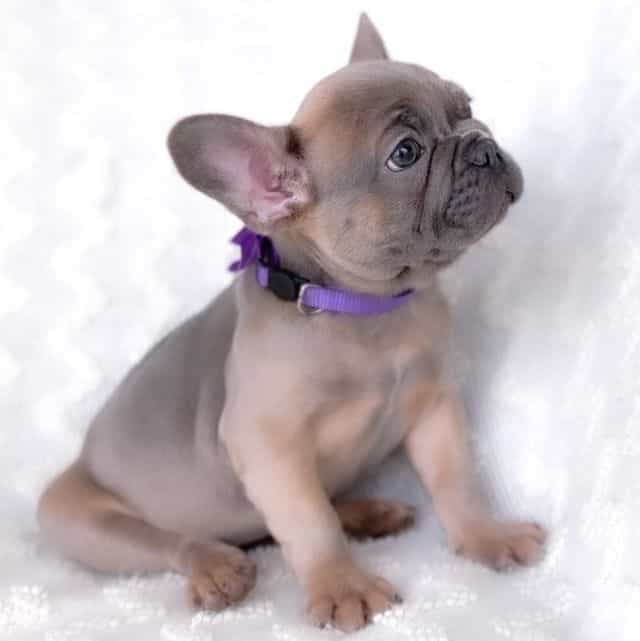 Peacock Blue Fa - French Bulldog Female