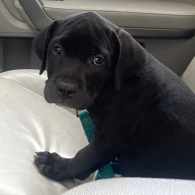 Buster  - American Bully Male
