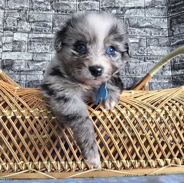 Jasper - Australian Shepherd Male