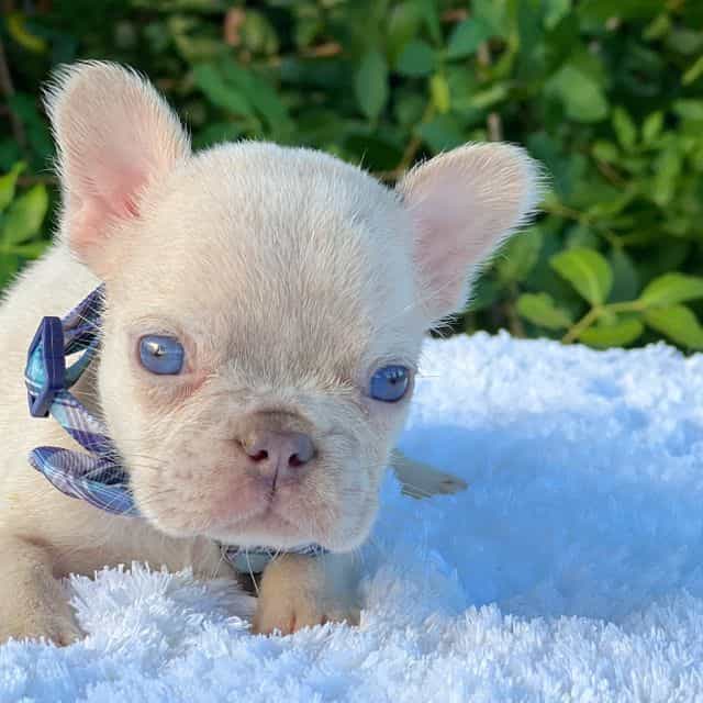 Dennis - French Bulldog Male