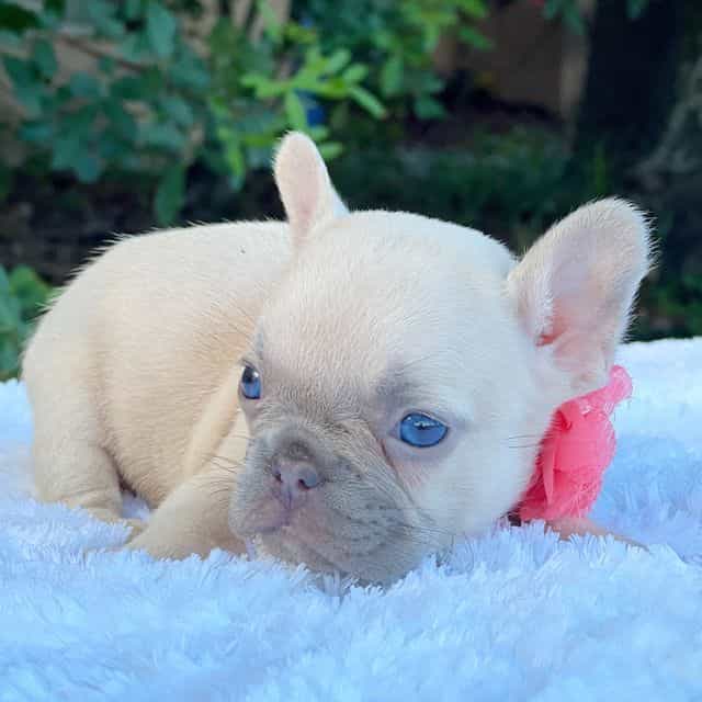 Darla - French Bulldog Female